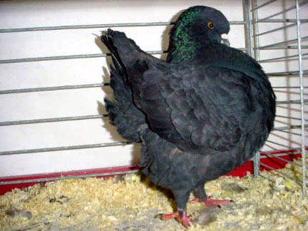 Vari&eacute;t&eacute; schietti (noir)