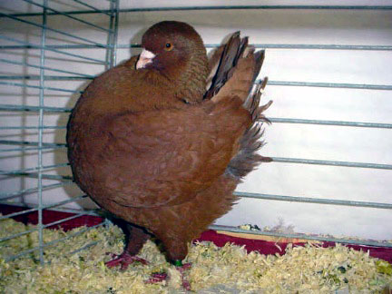 Vari&eacute;t&eacute; schietti (rouge)