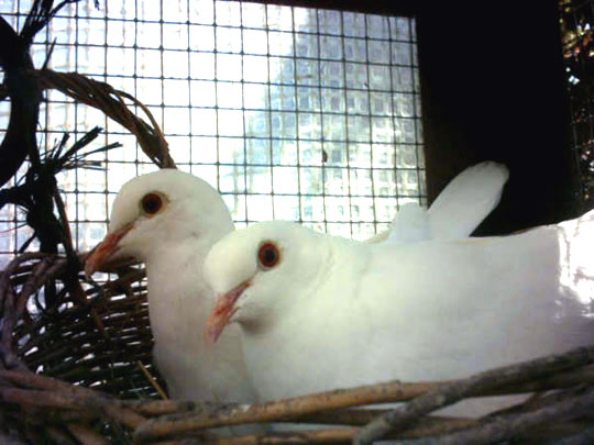 Fi el ar colombe blan01