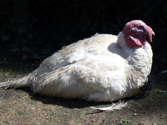 Dindons, Pintades, Cailles Et Faisans