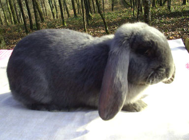 Lapin B&eacute;lier