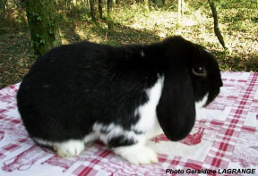 Lapin B&eacute;lier