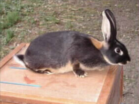 Fi el ar lapin chevre01