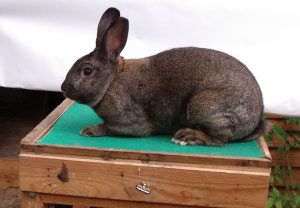 Fi el ar lapin grisbour01