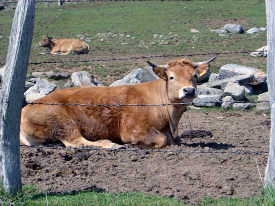 Vache Aubrac