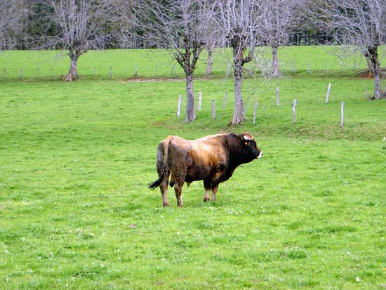 Taureau Aubrac