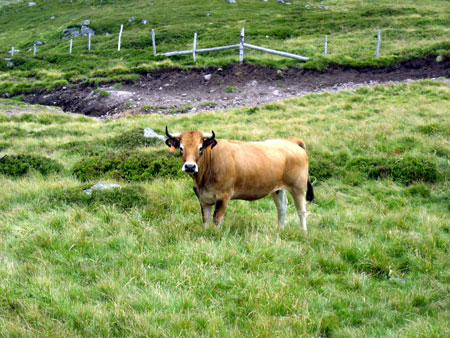 Vache Aubrac