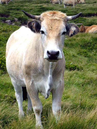 Vache Gasconne