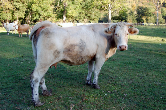 Vache gasconne