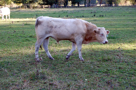 Vache gasconne