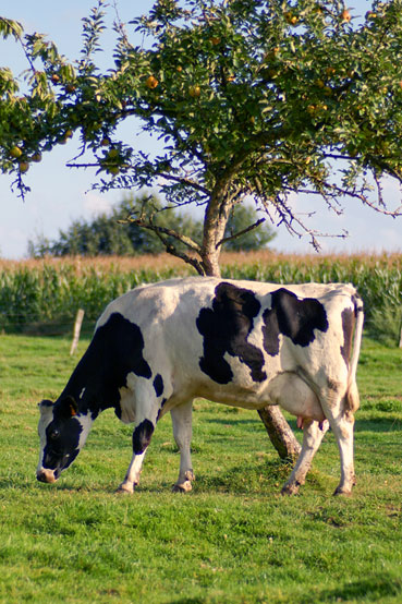 Vache Prim Holstein