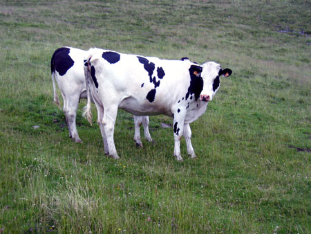 Vache Prim'holstein