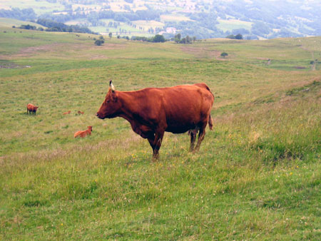 Vache Salers