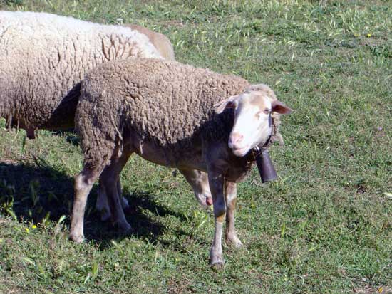 Mouton Blanc Du Massif Central