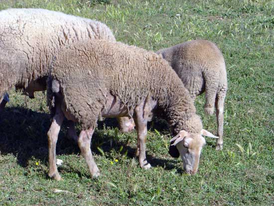 Mouton blanc du Massif Central
