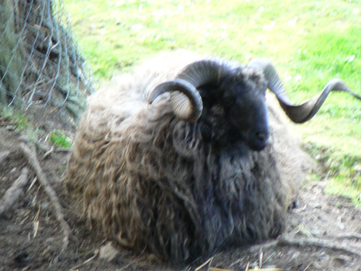 Mouton Manech T&ecirc;te Noire