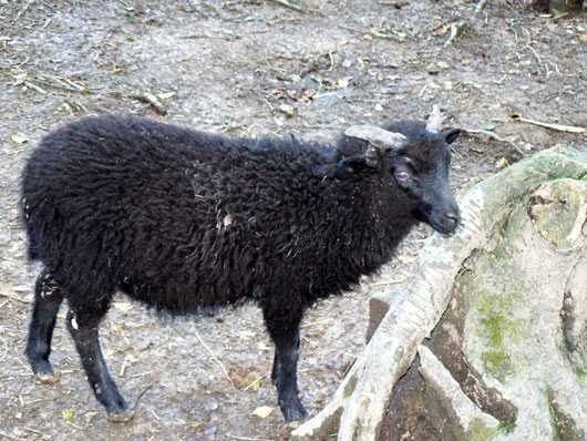 Mouton d'Ouessant
