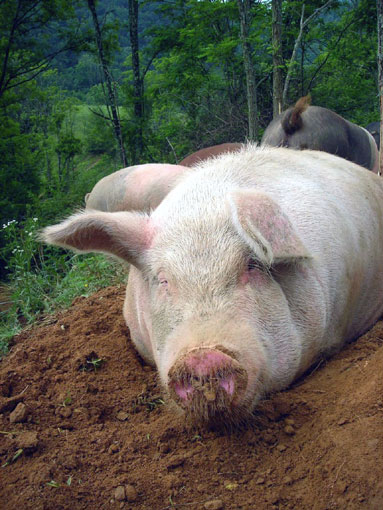 Large White (ou Yorkshire)