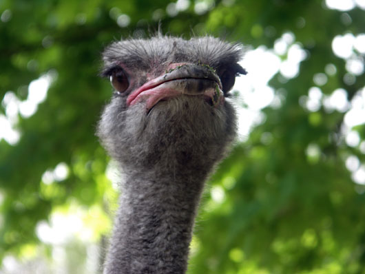 D&eacute;tail de la t&ecirc;te