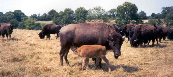 BISON