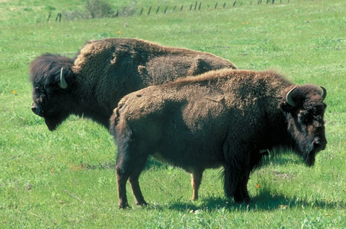 Bison