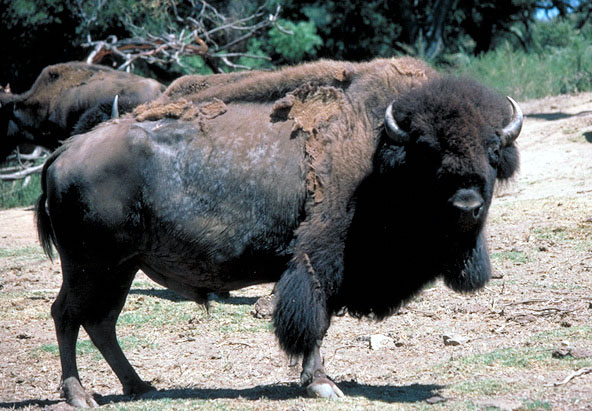 Bison