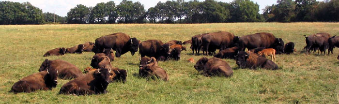 BISON