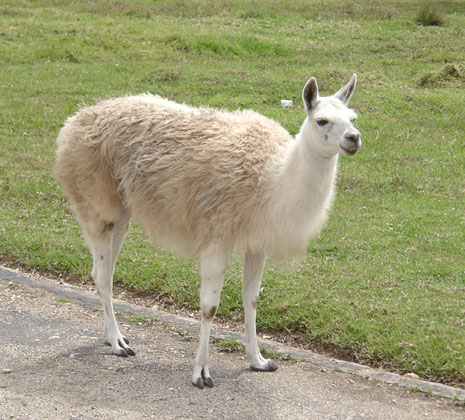 Lama