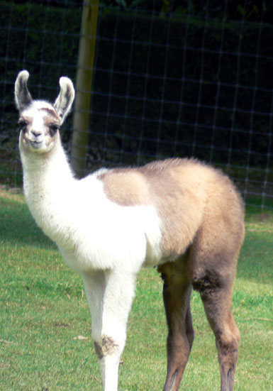 Lama