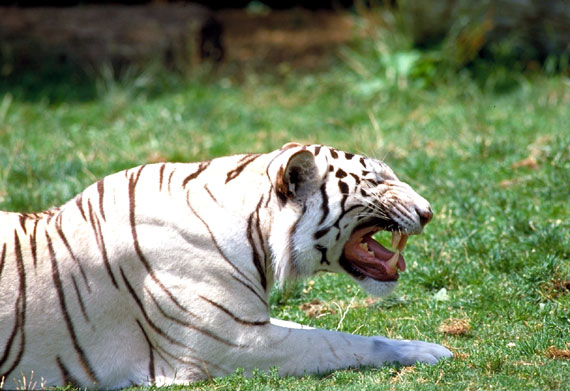 Tigre