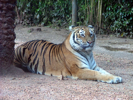 Tigre