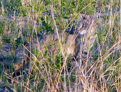 Chat Sauvage D Afrique