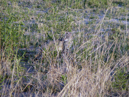 Chat sauvage d'Afrique