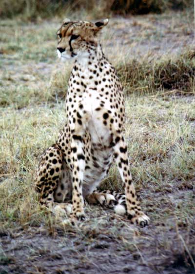 Gu&eacute;pard