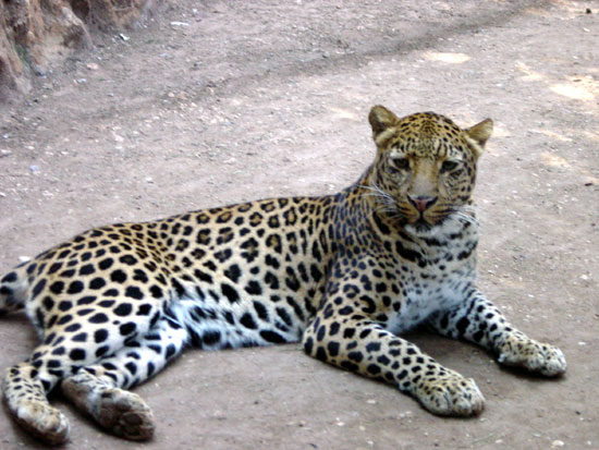 L&eacute;opard (panth&egrave;re)