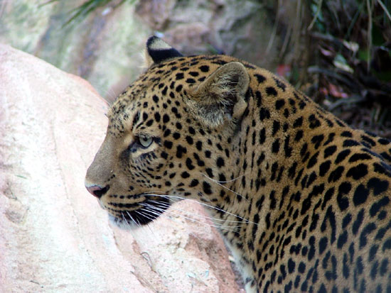 L&eacute;opard (panth&egrave;re)