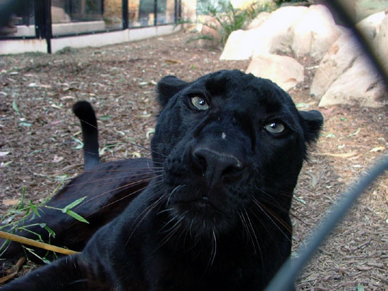 Panth&egrave;re noire (l&eacute;opard m&eacute;lanique)