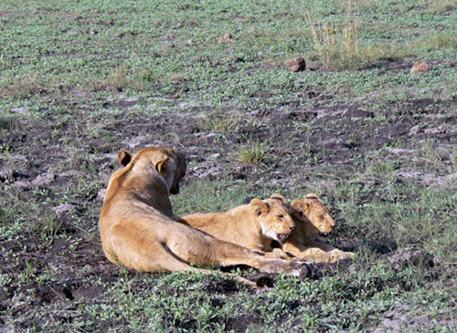 Lionne avec ses lionceaux