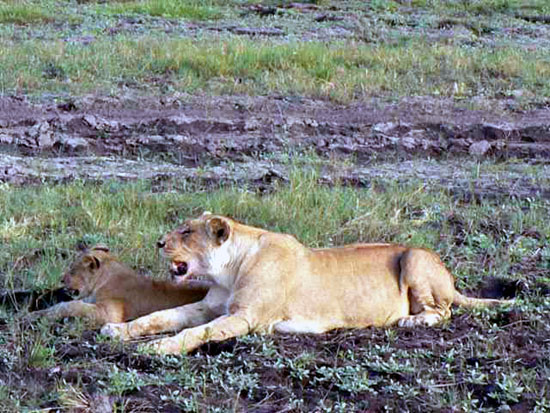Lionne avec ses lionceaux