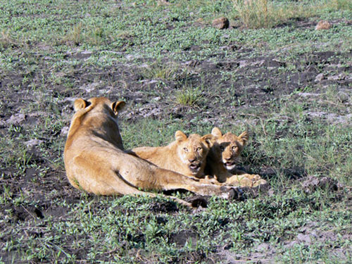 Lionne avec ses lionceaux