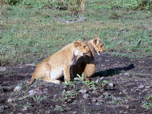 Lionne avec ses lionceaux