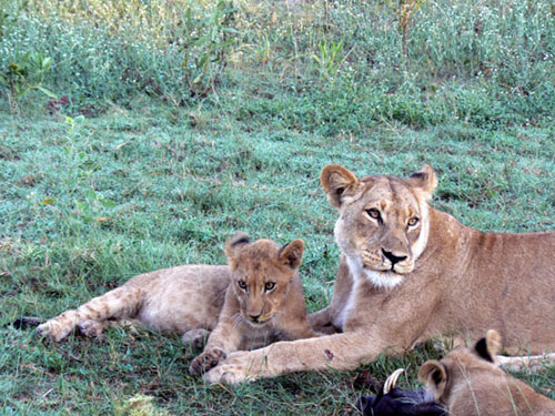 Lionne avec ses lionceaux