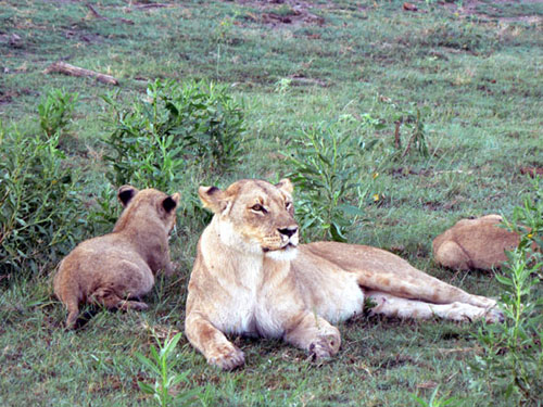 Lionne avec ses lionceaux