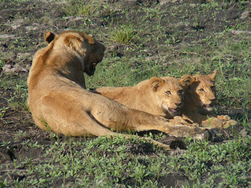 Lionne avec ses lionceaux
