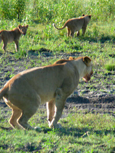 Lionne avec ses lionceaux
