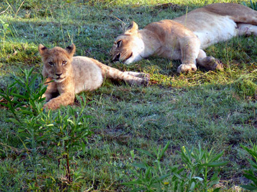 Lionne avec ses lionceaux