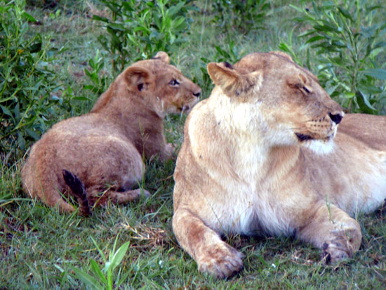Lionne avec ses lionceaux