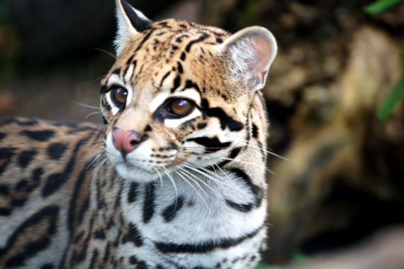 Ocelot