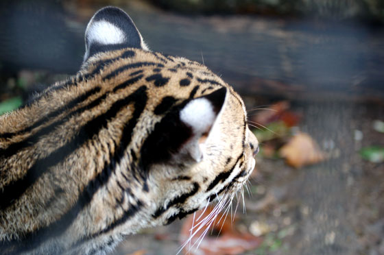 Ocelot