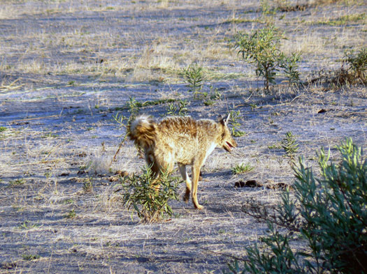 Chacal &agrave; flanc ray&eacute;s